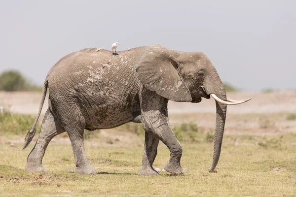 Un elefante africano en Amboseli, Kenia — Foto de Stock