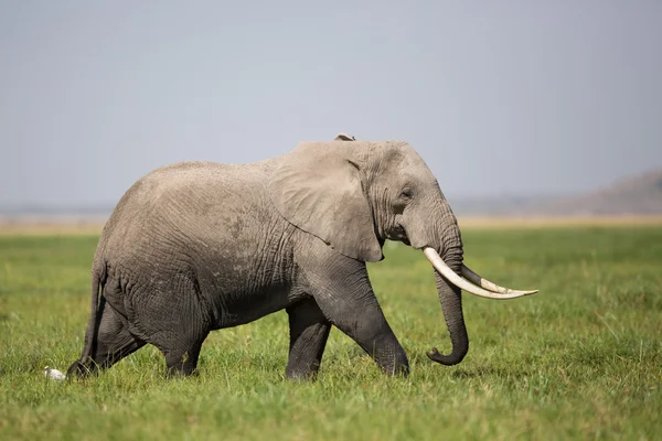 Een Bull olifant in Amboseli, Kenia — Stockfoto