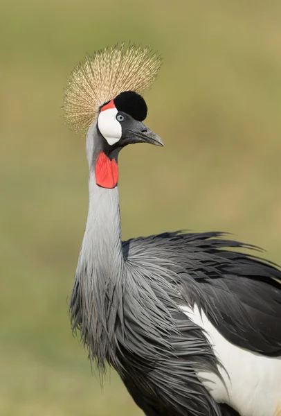 Jeřáb královský v Amboseli, Keňa — Stock fotografie