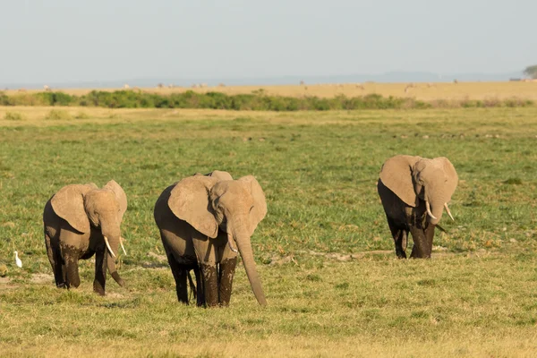 Três elefantes africanos deixando a terra pantanosa de Amboseli no Quênia — Fotografia de Stock