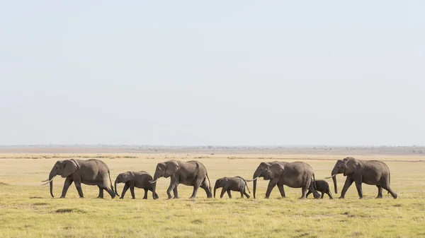 Une lignée d'éléphants d'Afrique traversant Amboseli au Kenya — Photo