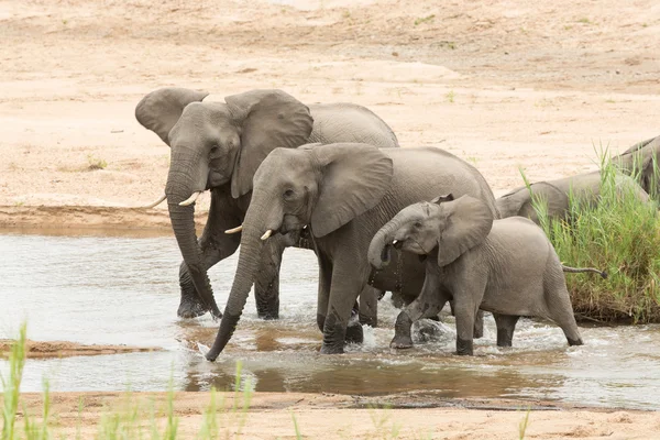Três elefantes africanos bebendo do rio África do Sul — Fotografia de Stock