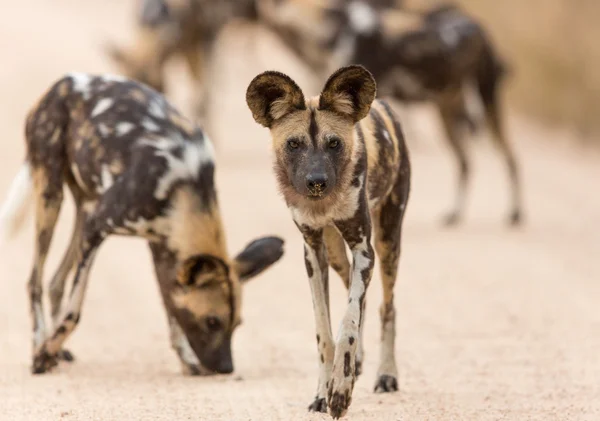 Stado dzikich psów Afryki w RPA w Parku Krugera — Zdjęcie stockowe