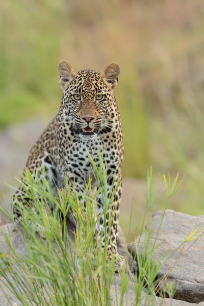 Mladý africký Leopard, Jihoafrická republika — Stock fotografie