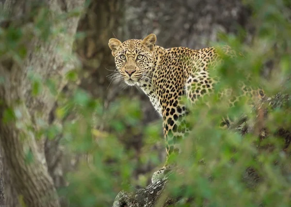 Jeden mladý ženský africké Leopard na stromě, Jižní Afrika — Stock fotografie