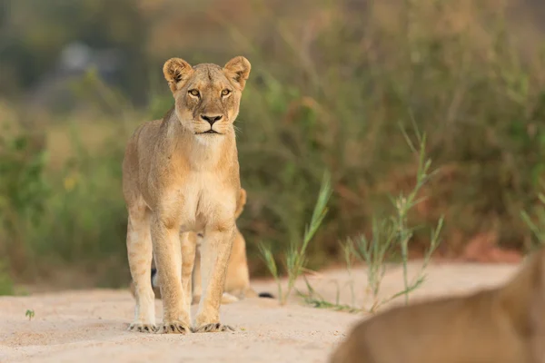 Jeden dorosły samica Lwa afrykańskiego Kruger RPA — Zdjęcie stockowe