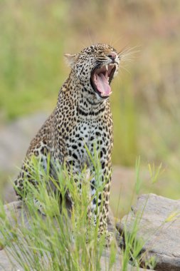 Afrika Kruger Park esneme leopar