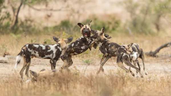 Stado Afryki dzikich psów gra Kruger Park — Zdjęcie stockowe