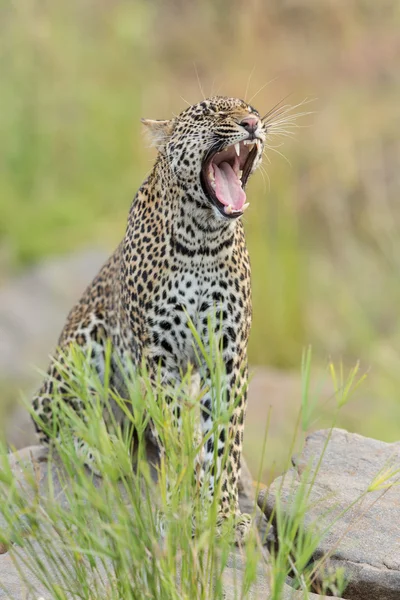 Leopardo africano bostezando en el Parque Kruger —  Fotos de Stock