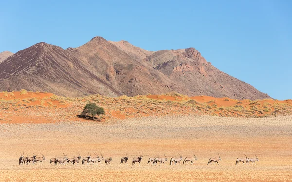 Troupeau d'Oryx Namib Rand Reserve Namibie — Photo