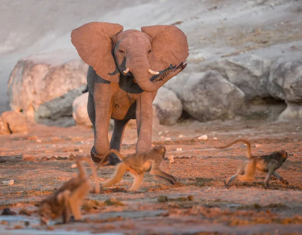 Joven elefante africano cargando babuinos Chobe río Botswana — Foto de Stock