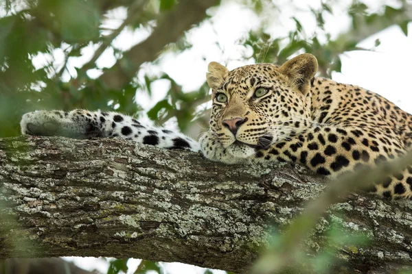Самка африканского леопарда отдыхает в парке Крюгера, Южная Африка — стоковое фото
