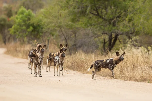 アフリカの野生の犬クルーガーパーク南アフリカ — ストック写真