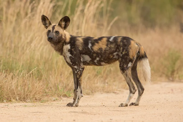 男性のアフリカの野生の犬肖像クルーガーパーク南アフリカ — ストック写真