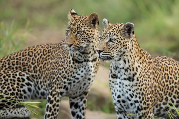Két afrikai leopárdok éber Kruger Park Dél-afrikai Köztársaság — Stock Fotó