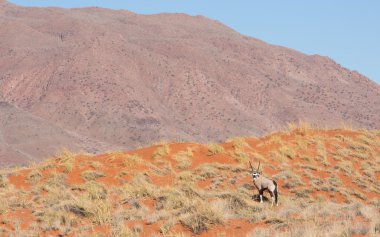 Erkek Afrika antilopları Namib Rand rezerv Namibya
