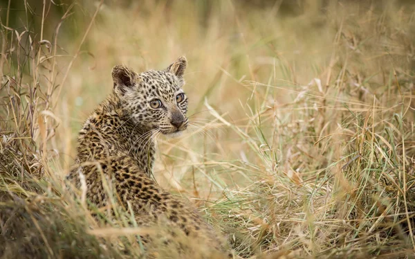 Μωρό αφρικανική λεοπάρδαλη πάρκο Κρούγκερ Νότια Αφρική — Φωτογραφία Αρχείου