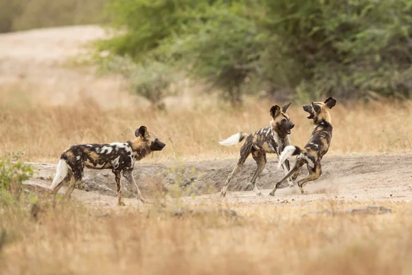 Drei afrikanische wilde hunde spielen kruger park südafrika — Stockfoto