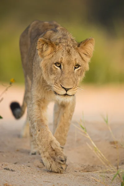 Joven africano macho león caminando Kruger Park Sudáfrica — Foto de Stock