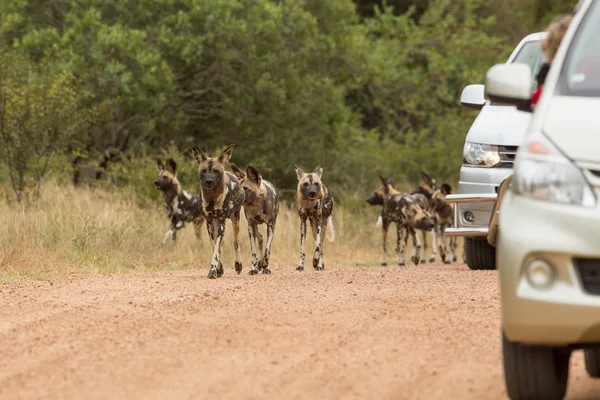 アフリカの野生の犬パック クルーガーパーク南アフリカ共和国の道を歩く — ストック写真