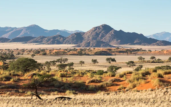 Namib Réserve de sable Paysage Namibie — Photo