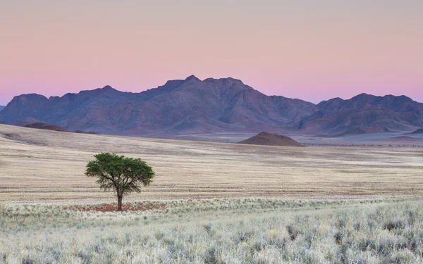 Egyetlen fa táj Namíb Rand tartalék Namíbia — Stock Fotó