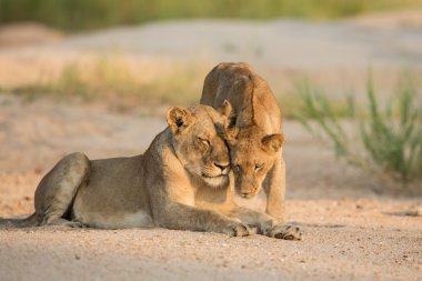 İki Afrika aslan sevgi Kruger Park Güney Afrika görüntüleme