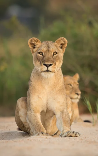 León africano sentado Kruger Park Sudáfrica — Foto de Stock