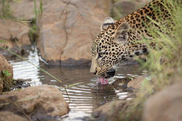 非洲豹喝南非克鲁格公园 — 图库照片