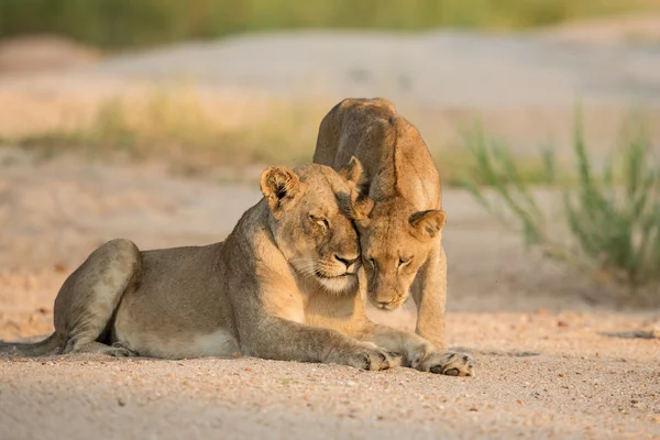 Dois Leões Africanos exibindo afeto Kruger Park África do Sul — Fotografia de Stock