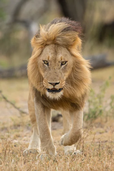 Africký Lev procházky Kruger Park Jižní Afrika Stock Obrázky