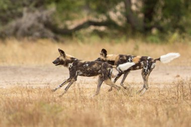 İki Afrika Kruger Park Güney Afrika çalışan köpekler
