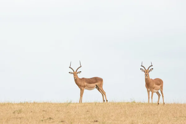 Dois machos Impala Kruger Park África do Sul — Fotografia de Stock