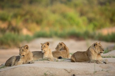 Kruger Park Güney Afrika nehir dört Afrika Lionesses yatak