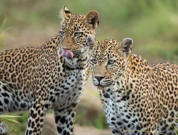 Zwei afrikanische Leoparden alarmieren den kruger park in südafrika — Stockfoto