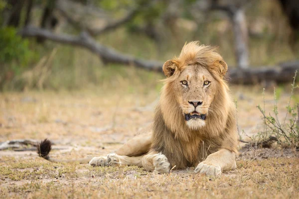 Leone maschio africano ritratto Kruger Park Sud Africa — Foto Stock