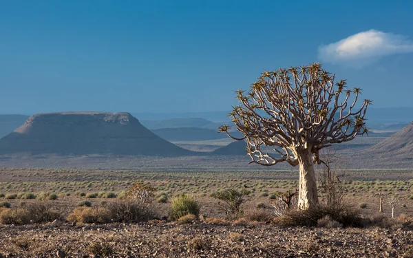 Carquois Rivière Fish Canyon Namibie — Photo