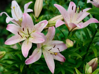 Peri lily, rainflower, Zephyr'i lily, sihirli lily, Atamasco lily ve yağmur lily Lily çiçek, bu cins içinde tür ortak adlarını içerir