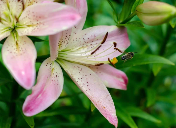 Peri lily, rainflower, Zephyr'i lily, sihirli lily, Atamasco lily ve yağmur lily Lily çiçek, bu cins içinde tür ortak adlarını içerir