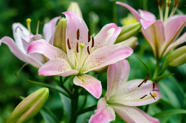 Lily flower, Common names for species in this genus include fairy lily, rainflower, zephyr lily, magic lily, Atamasco lily, and rain lily — стоковое фото