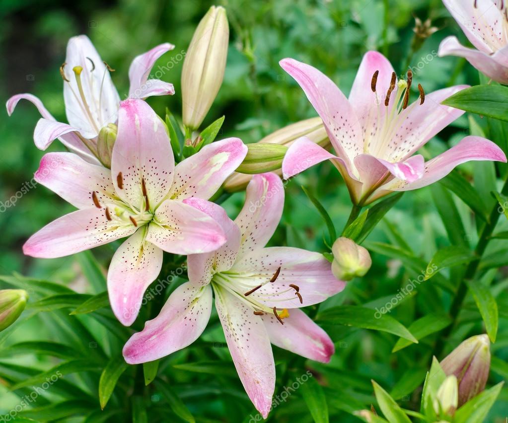 Pictures: lily and names | Lily flower, Common names for species in ...