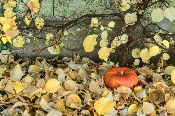 Schöner Herbstlicher Kleiner Einzelner Orangefarbener Kürbis Der Neben Dem Kleinen — Stockfoto