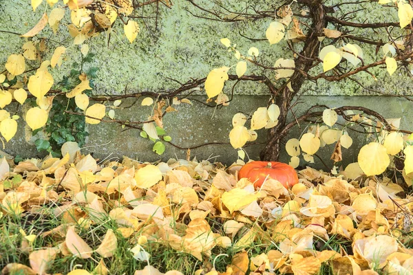 Осенний Одинокий Апельсин Лежащий Небольшого Дерева Светло Желтых Опавших Листьях — стоковое фото
