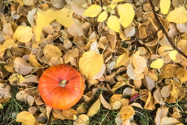 Prachtige Herfst Kleine Enkele Oranje Pompoen Lichtgele Gevallen Bladeren Bovenaanzicht — Stockfoto