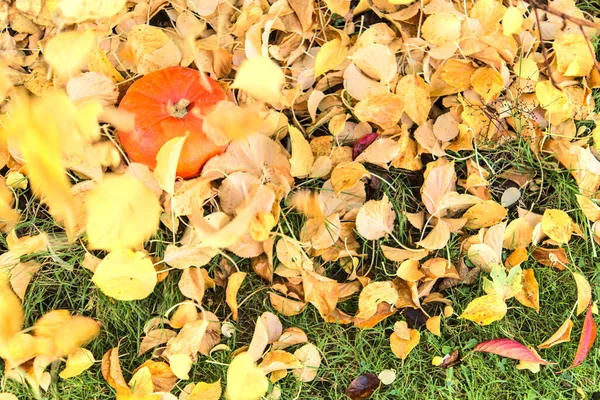 Hermosa Pequeña Calabaza Naranja Otoñal Cubierta Hojas Que Caen Color —  Fotos de Stock