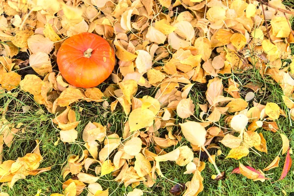 Hermosa Pequeña Calabaza Naranja Otoñal Cubierta Hojas Que Caen Color —  Fotos de Stock