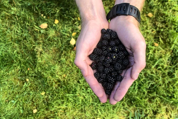 俯瞰人类手握新鲜黑莓的景象 美丽的雄手捧着秋天的青草背景的收获 野生可吃浆果 复制空间 爱尔兰威克洛县 — 图库照片