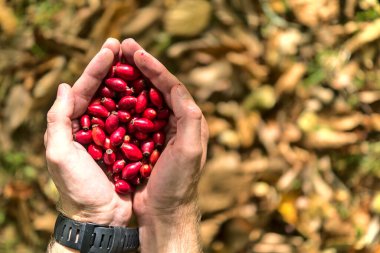 Düşen sonbahar sarısı yaprakların arka planında gül kalçası tutan bir adamın ellerinin üst görüntüsü. Sonbahar hasadını tutan büyük, güzel erkek elleri. Yaban mersini. Uzayı kopyala County Wicklow, İrlanda