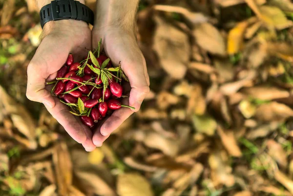 Κάτοψη Των Χεριών Του Ανθρώπου Που Κρατούν Τριανταφυλλιές Πεσμένα Φθινοπωρινά — Φωτογραφία Αρχείου