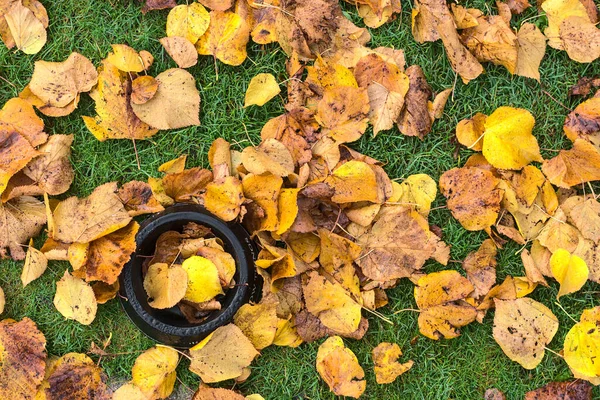 Tazón Negro Para Perros Cubierto Hojas Caídas Húmedas Otoño Vista —  Fotos de Stock